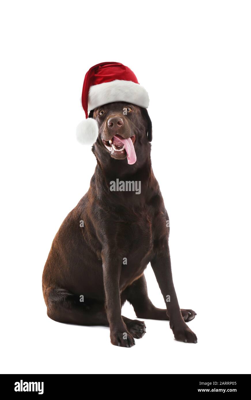 Cute Labrador dog in Santa Claus hat on white background Stock Photo ...