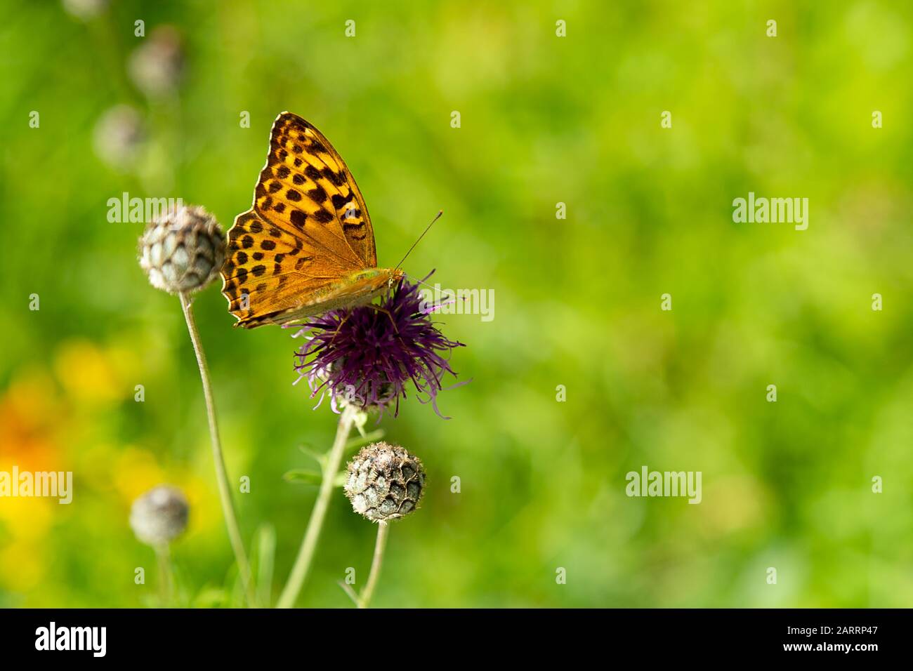 Cranberry Fritillary Butterfly Sitting on Flower. Stock Photo