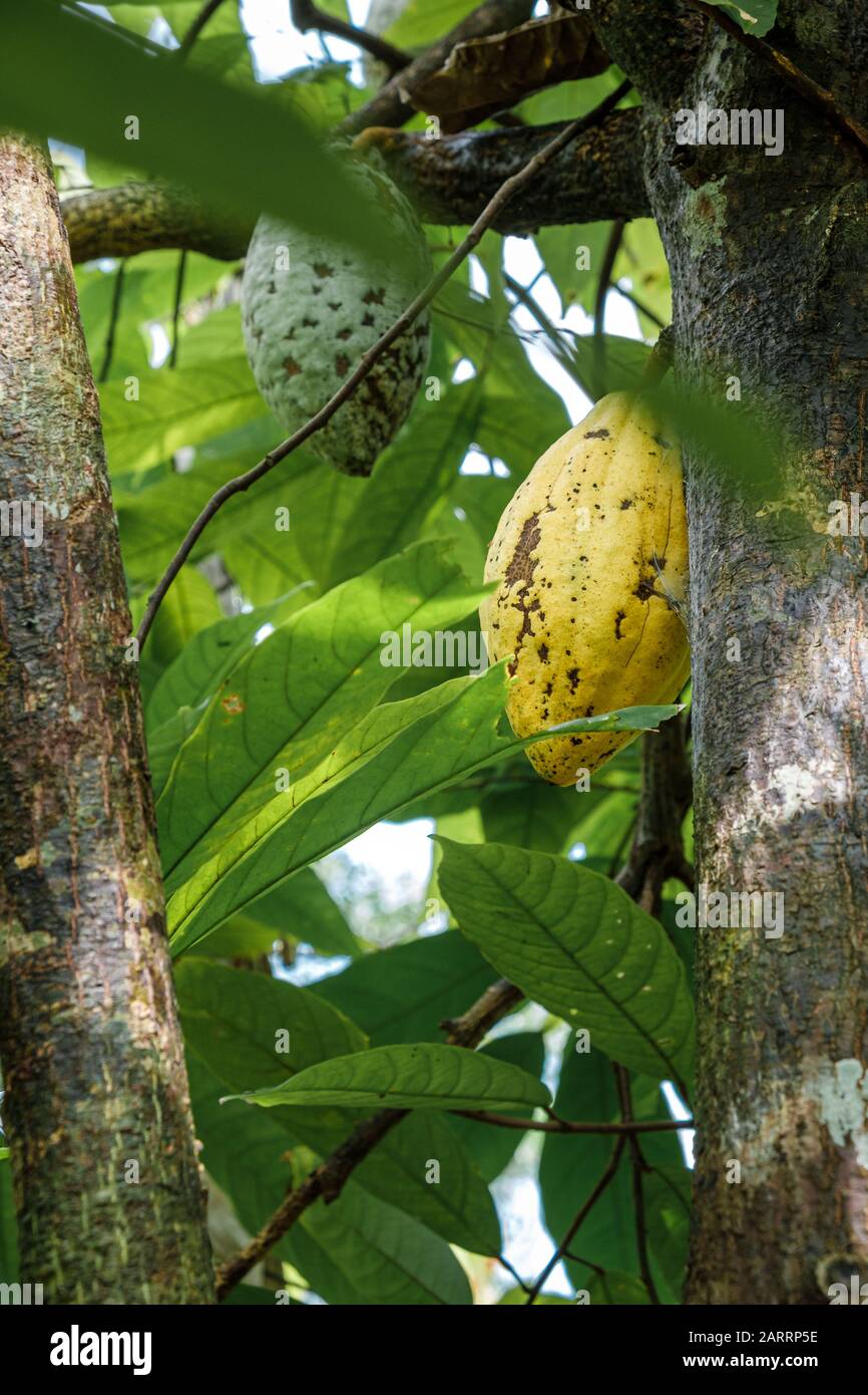 Cocoa fruit ripe in tree in jungle farm before harvest ready for collect Stock Photo