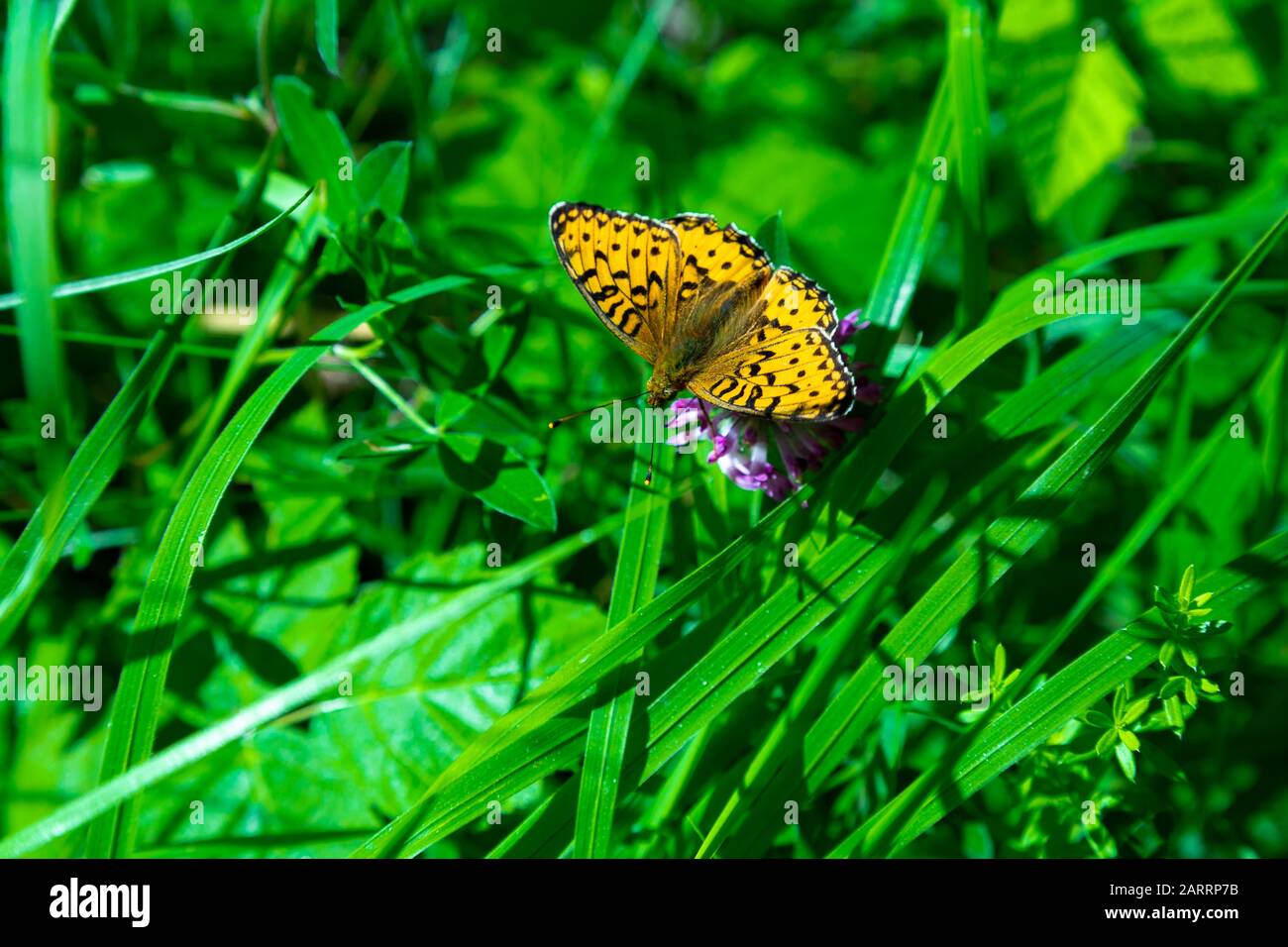 Titania's Fritillary Butterfly on Flower Close up. Stock Photo