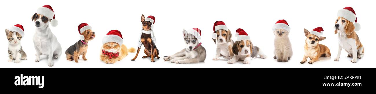 Cute dogs and cats in Santa Claus hats on white background Stock Photo ...