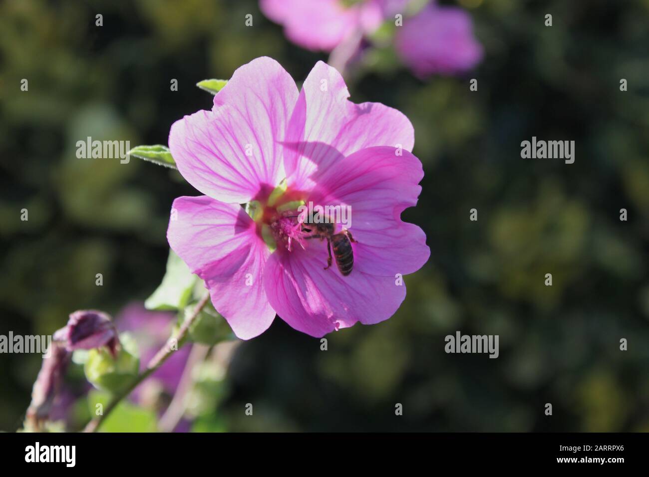 Lavatera x clementii 'Rosea' tree mallow bright pink flower with bee collecting pollen Stock Photo