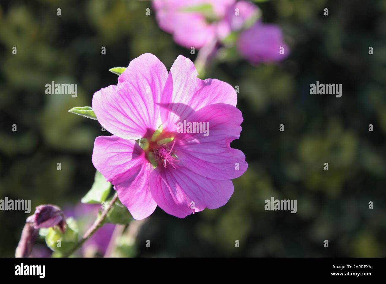 Lavatera x clementii 'Rosea' tree mallow bright pink flower Stock Photo