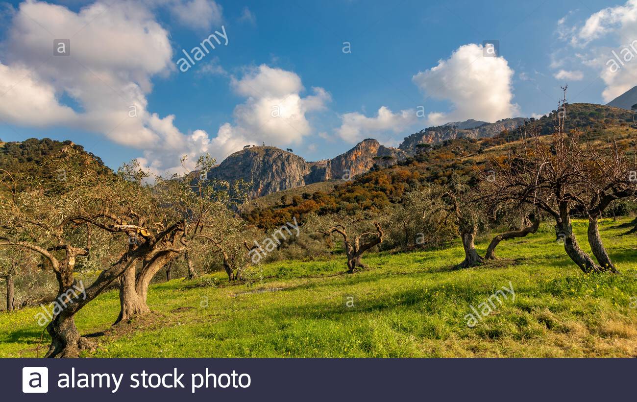 Olive Garden In The Park Of The Madonie Near Gratteri Province Of
