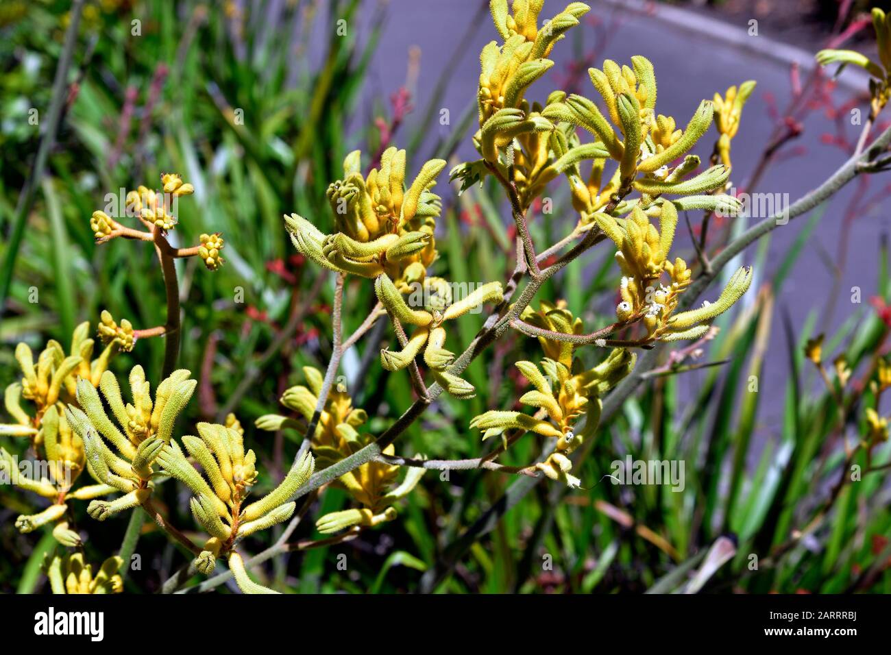 Australia, blooming kangaroo paw plant Stock Photo Alamy