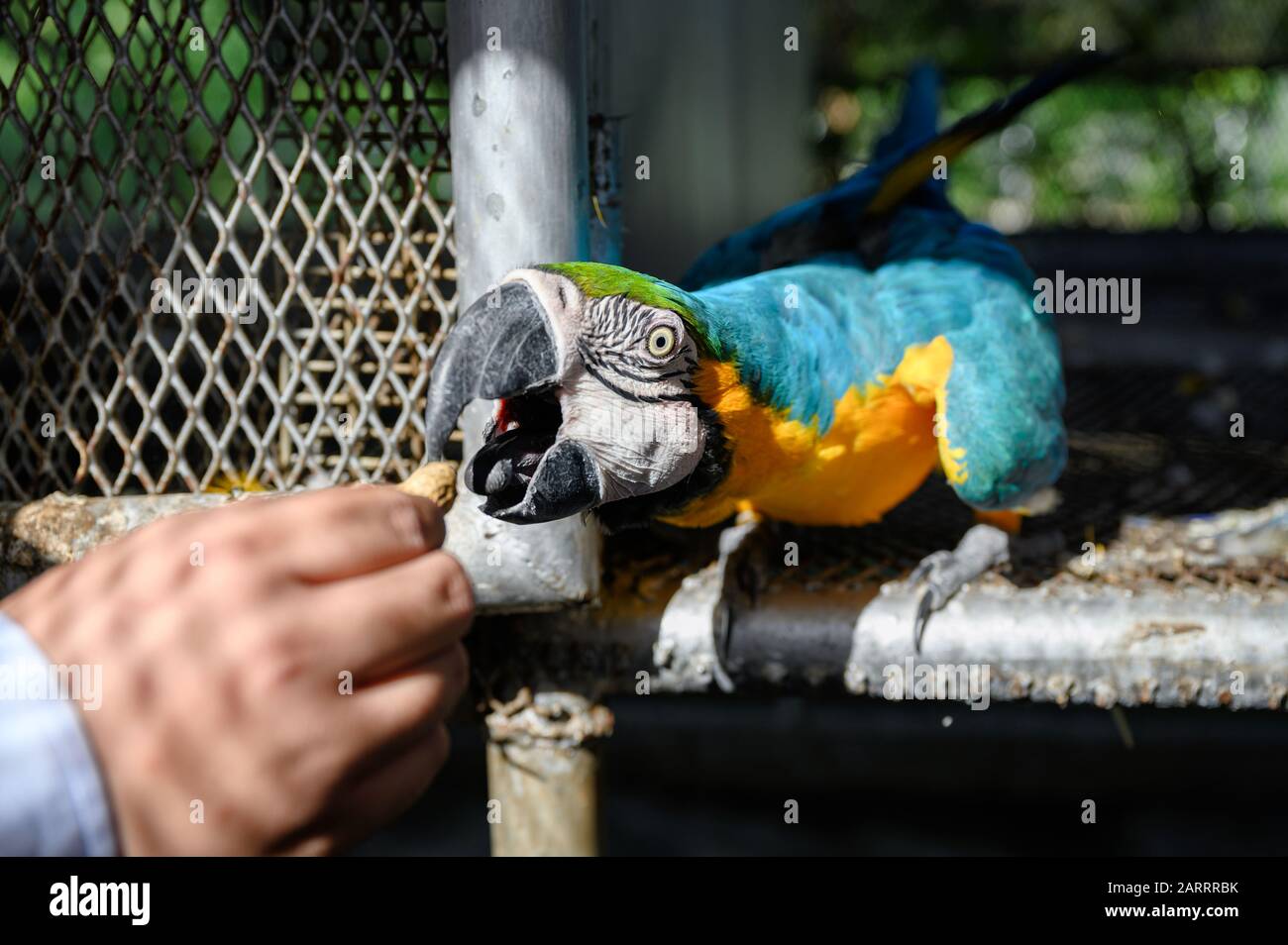 View of Feeding nuts a Ara Ararauna blue with yellow macaw in aviary on ...