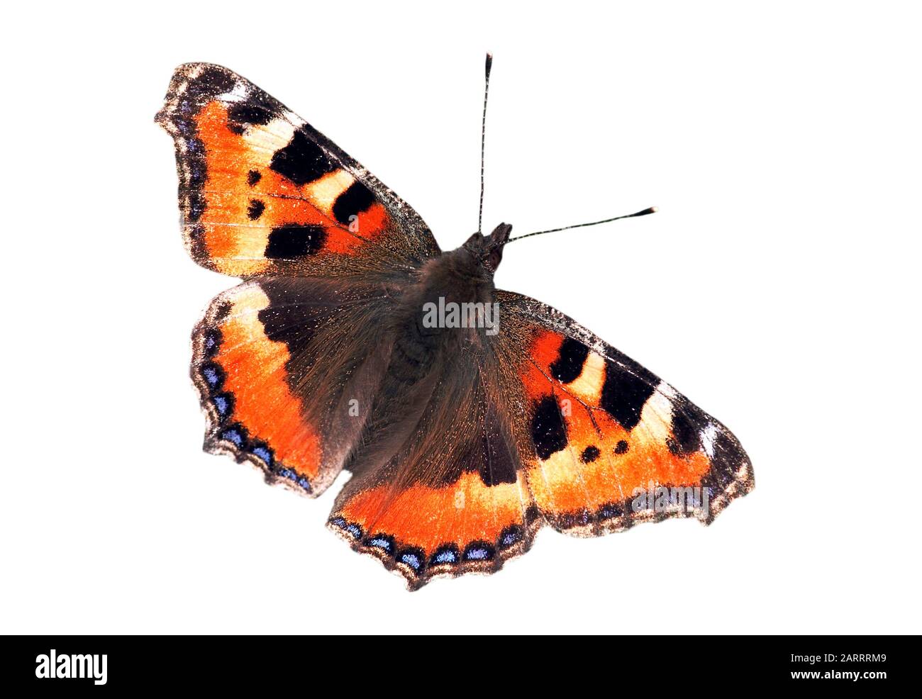 Small tortoiseshell (Aglais urticae L.) butterfly with open wings against white background Stock Photo
