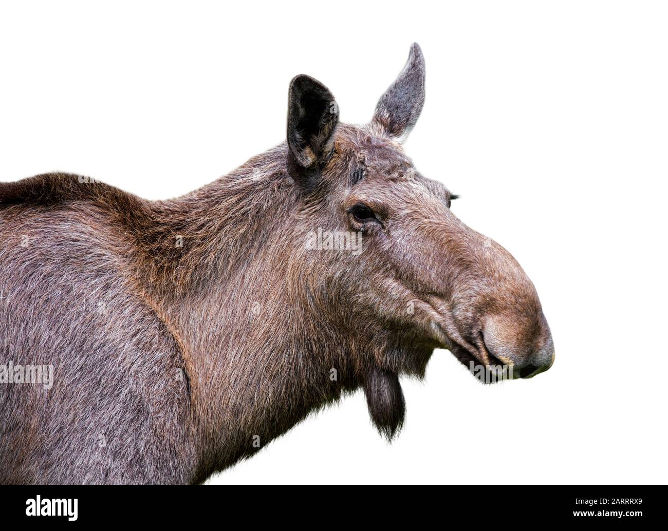 Moose (Alces alces) female / cow close up portrait against white background Stock Photo