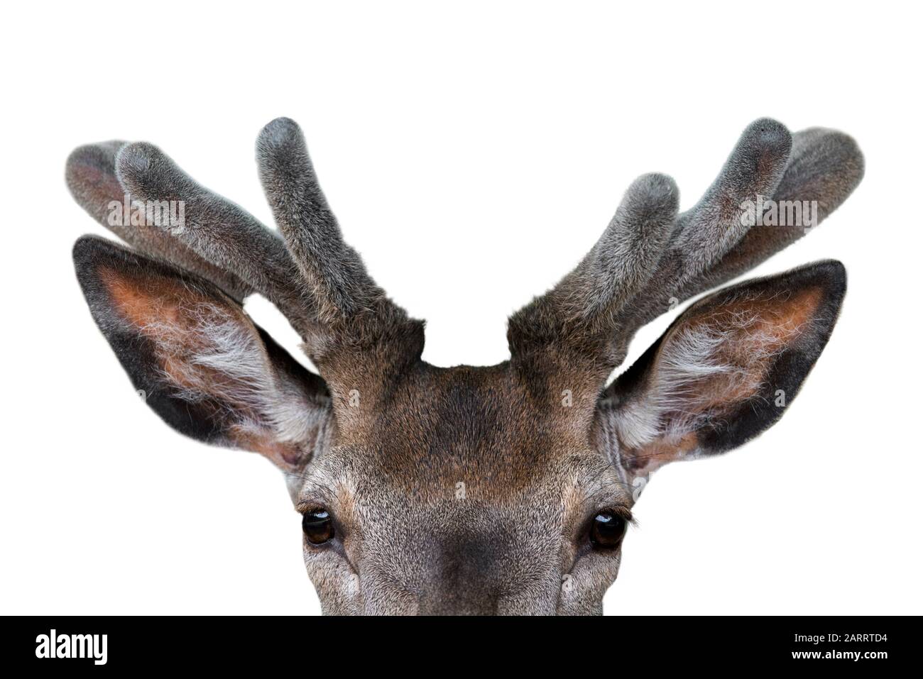 Young antlers are covered in velvet hires stock photography and images