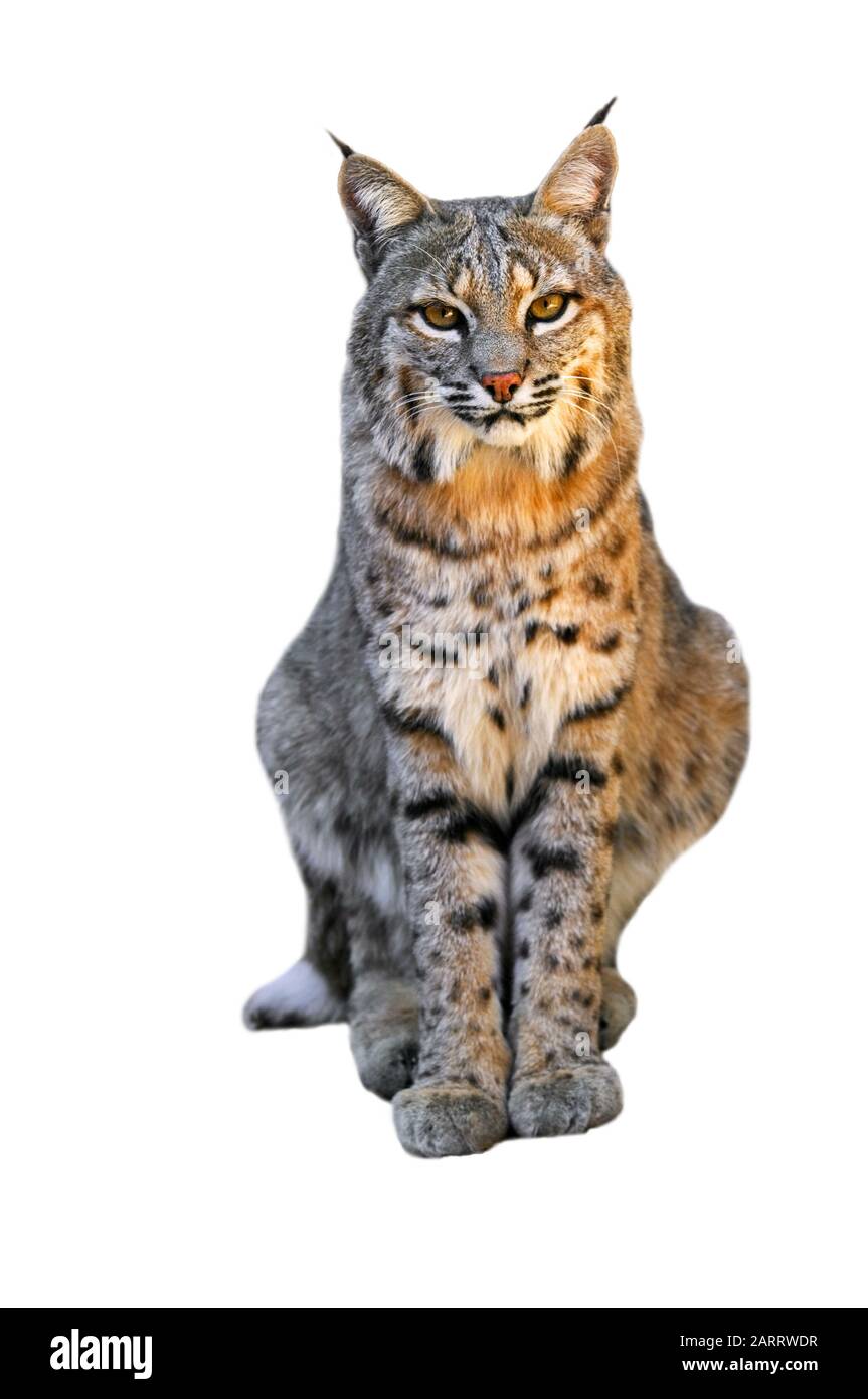 Bobcat (Lynx rufus / Felis rufus) native to southern Canada, North America and Mexico against white background Stock Photo