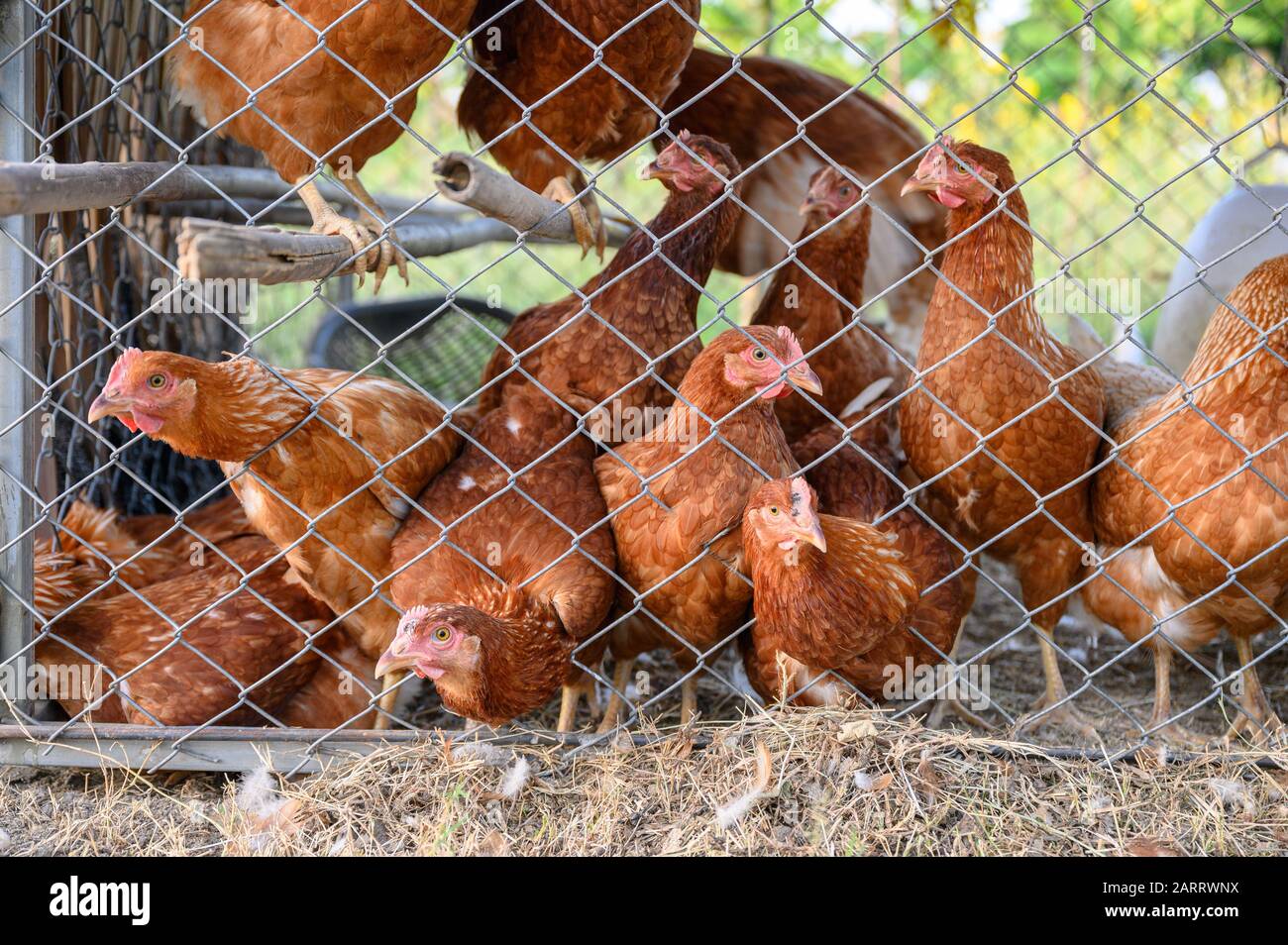Flock of Hens husbandry in chicken coop on countryside Stock Photo Alamy