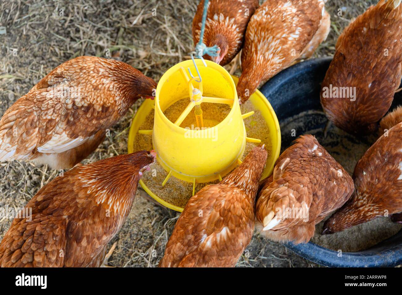 Flock of Hens eating rice bran on yellow tray in chicken coop Stock Photo