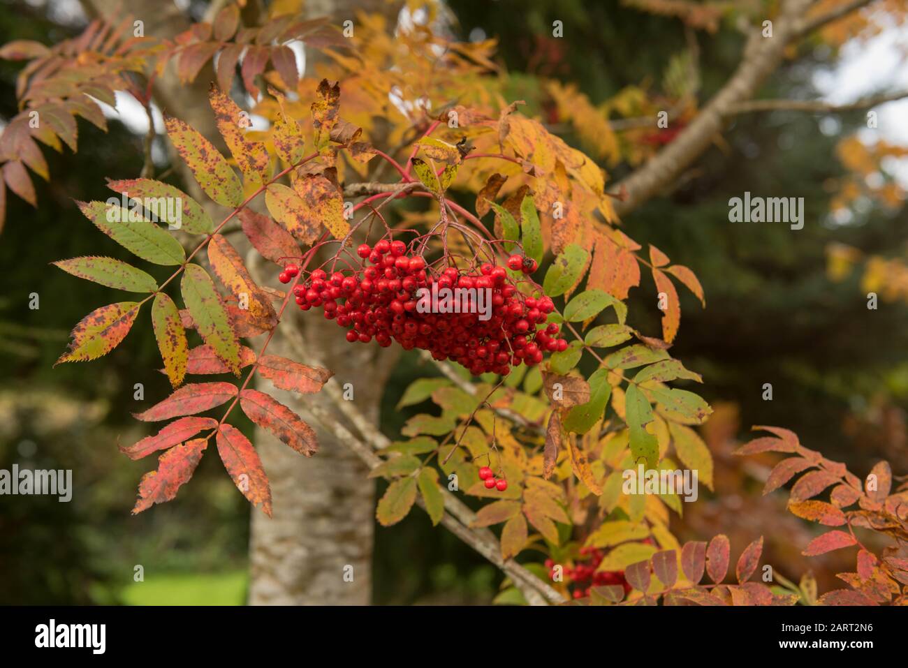 Autumn Foliage and Red Berries of an American Mountain Ash Tree (Sorbus americana) in a Woodland 