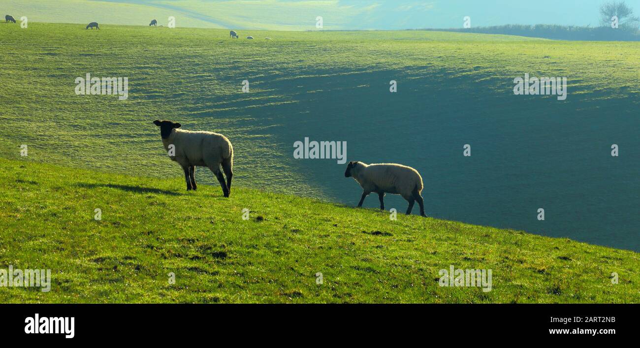 Sheep grazing on  the farmland in Axe Valley, Devon Stock Photo
