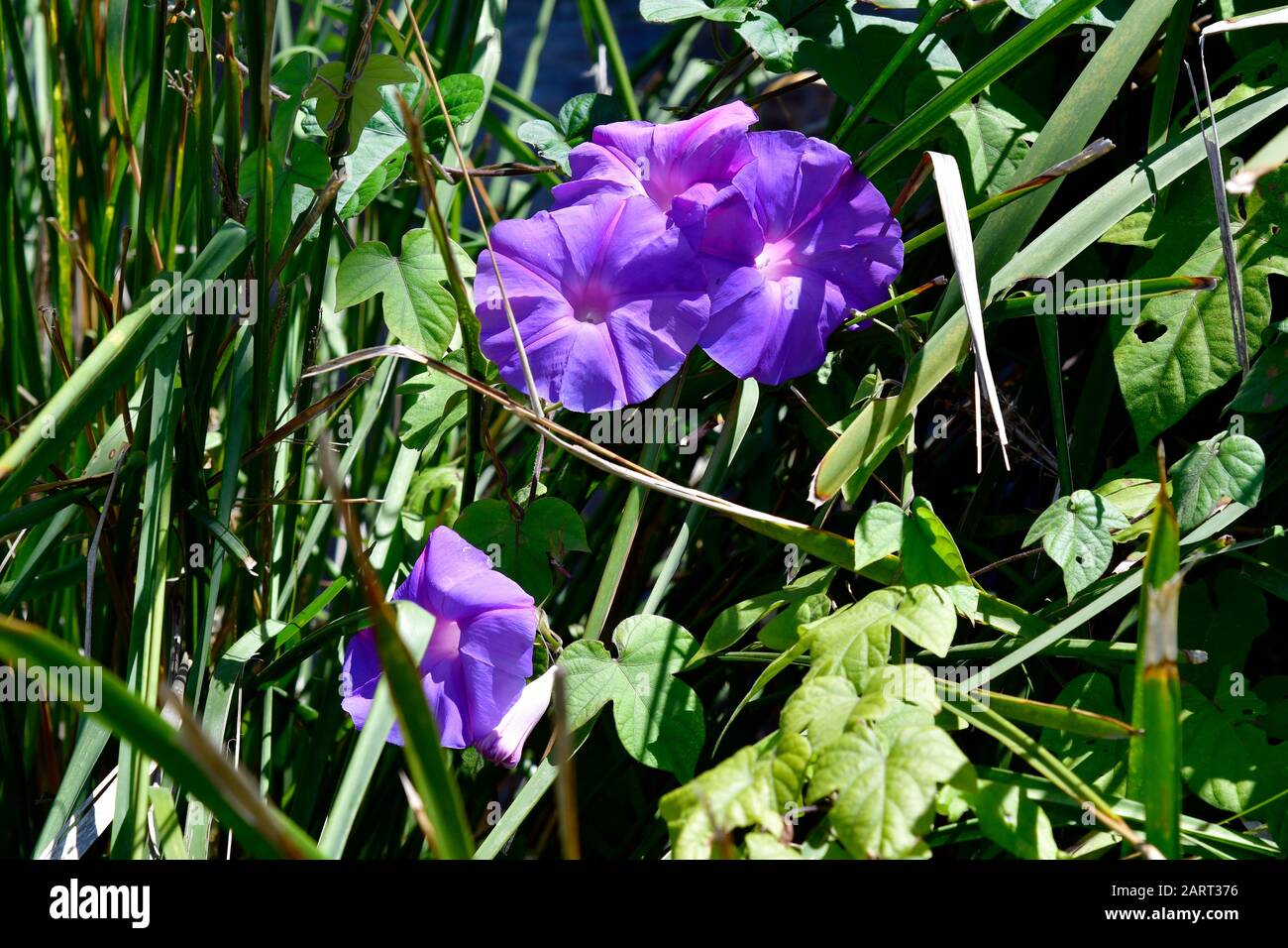 Australia Blue Morning Glory Flower Stock Photo Alamy
