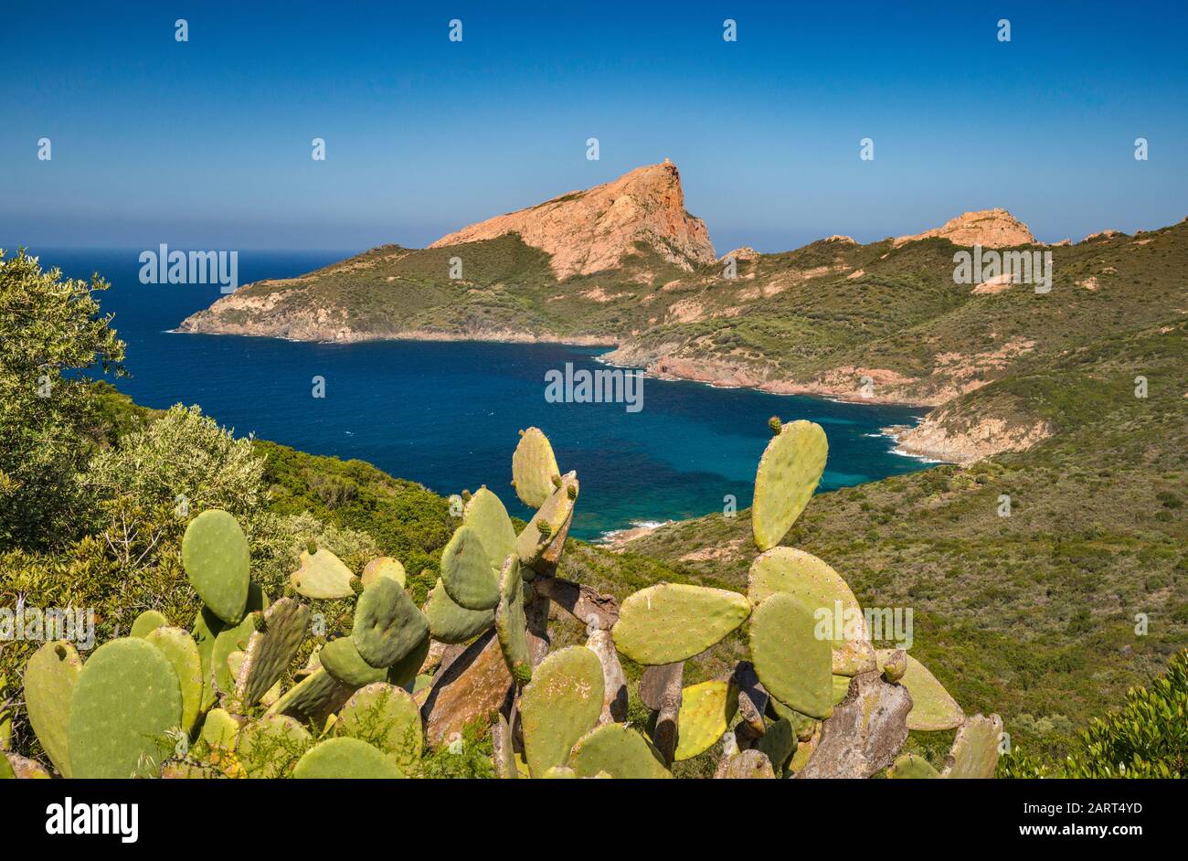 Prickly Pear Water High Resolution Stock Photography And Images Alamy