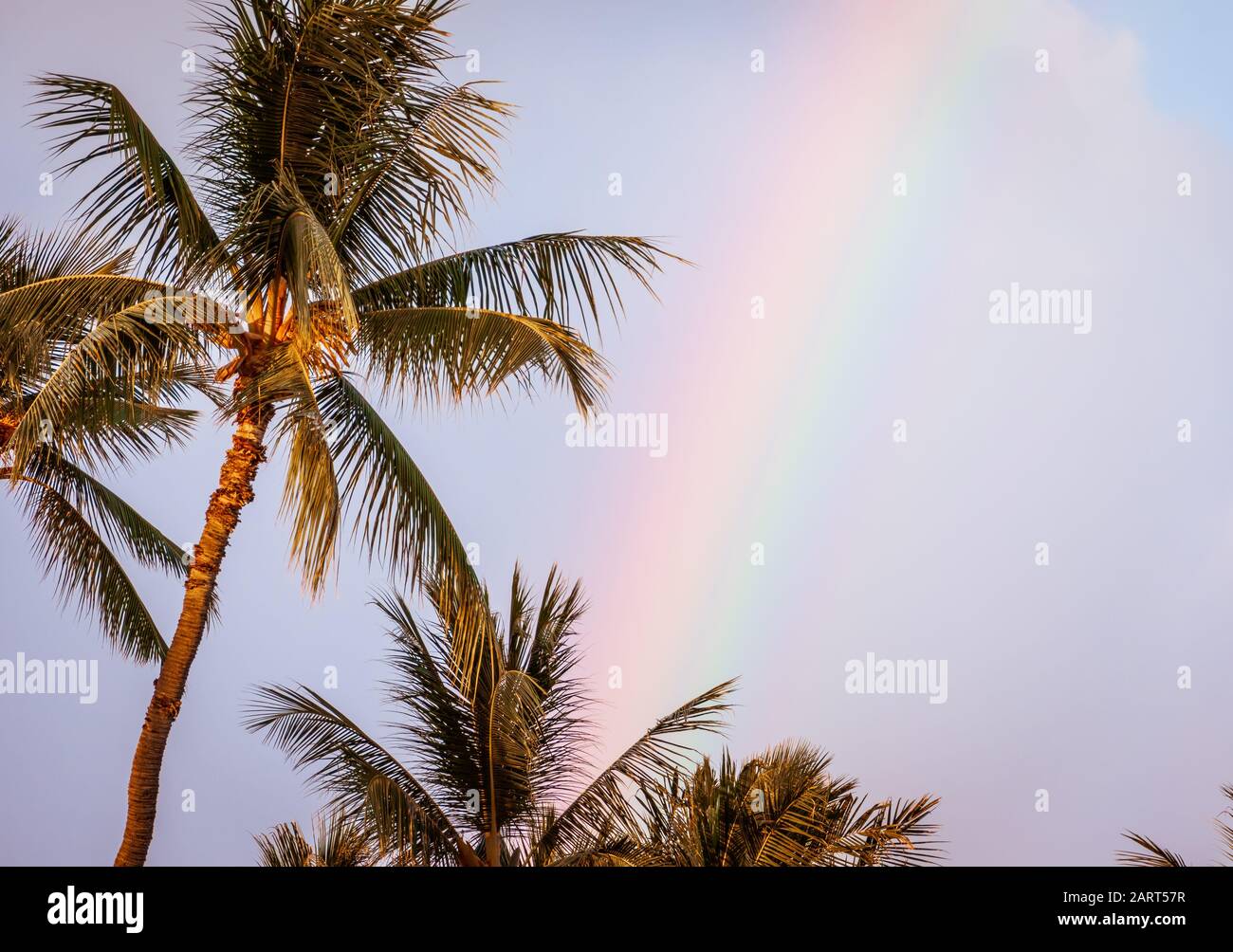 Rainbow Palm Tree Stock Photo - Alamy