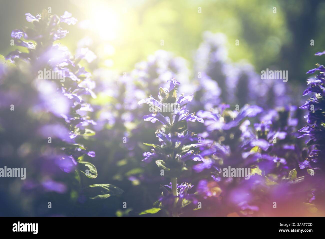 Closeup of beautiful wild meadow with bright purple grass flowers ...
