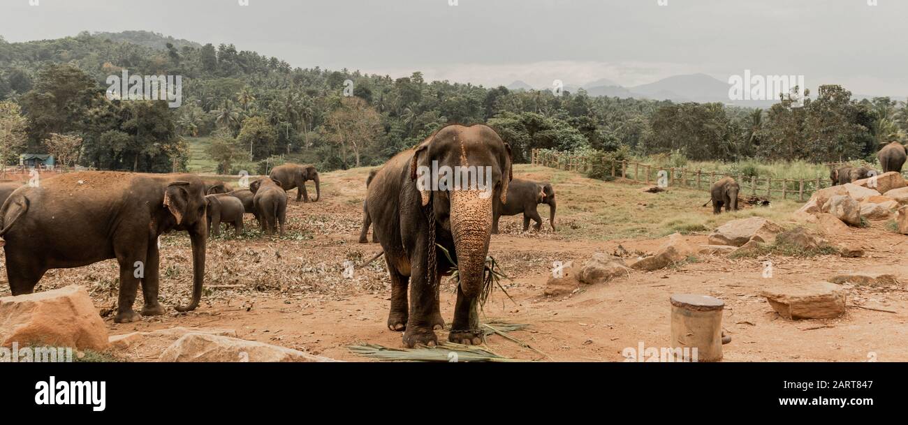 Pinnawala Elephant Orphanage is a nursery and captive breeding ground for wild Asian elephants and has the largest herd of captive elephants in the w Stock Photo