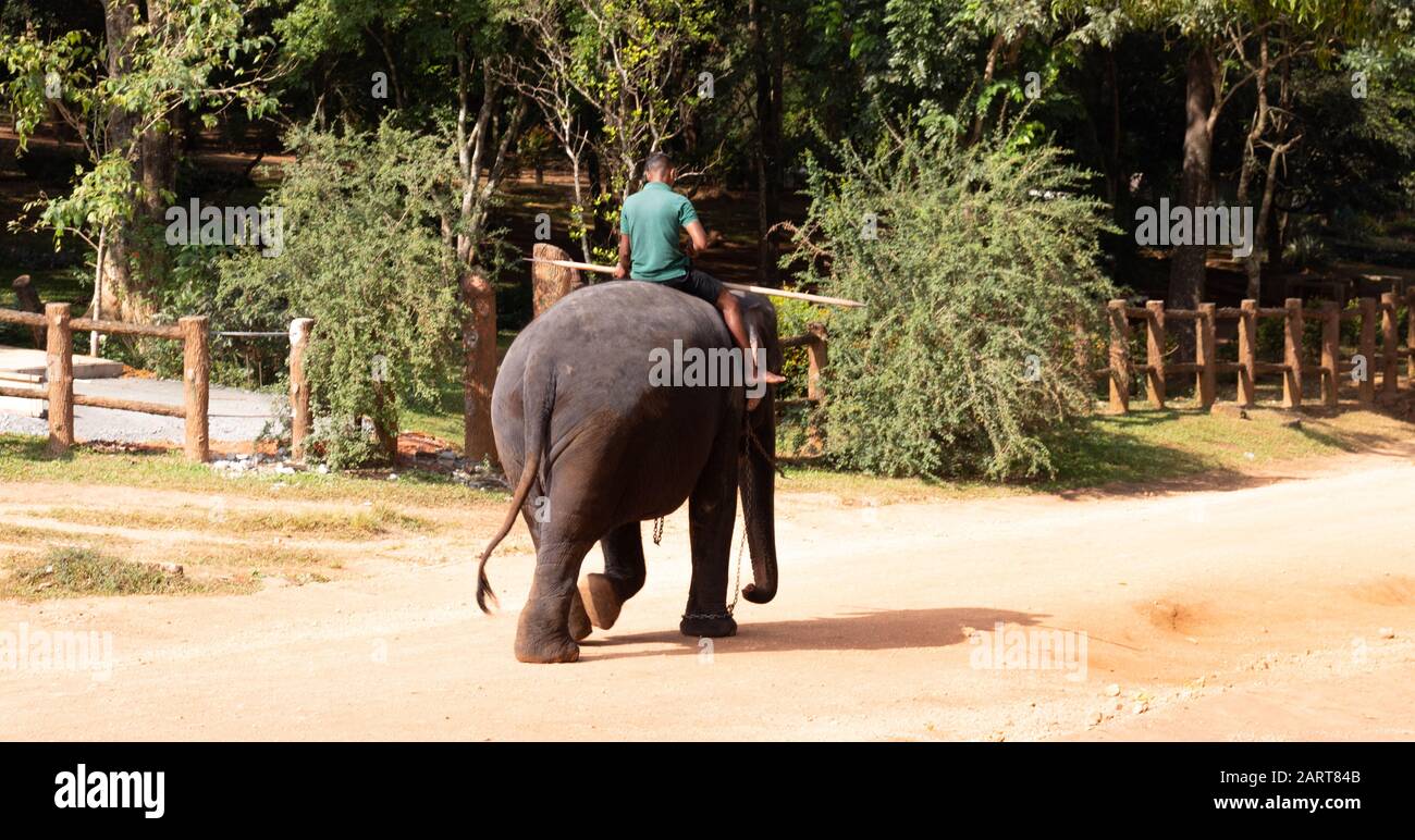 Pinnawala Elephant Orphanage is a nursery and captive breeding ground for wild Asian elephants and has the largest herd of captive elephants in the w Stock Photo