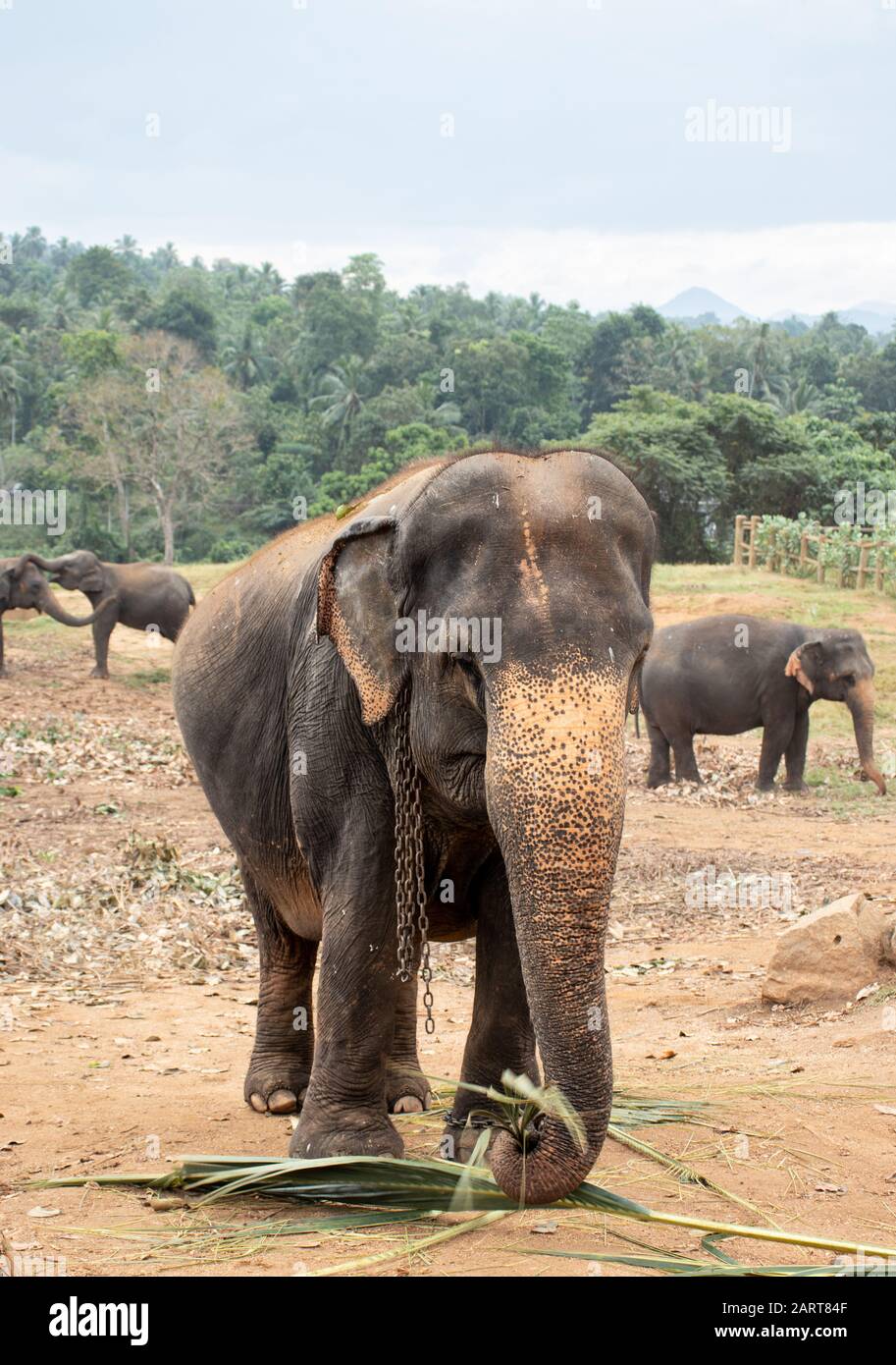 Pinnawala Elephant Orphanage is an nursery and captive breeding ground for wild asian elephants and has the largest herd of captive elephants in the w Stock Photo