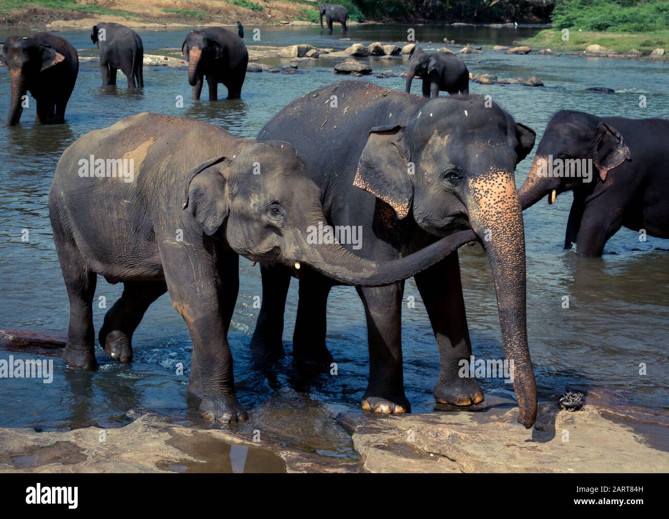 Pinnawala Elephant Orphanage is a nursery and captive breeding ground for wild Asian elephants