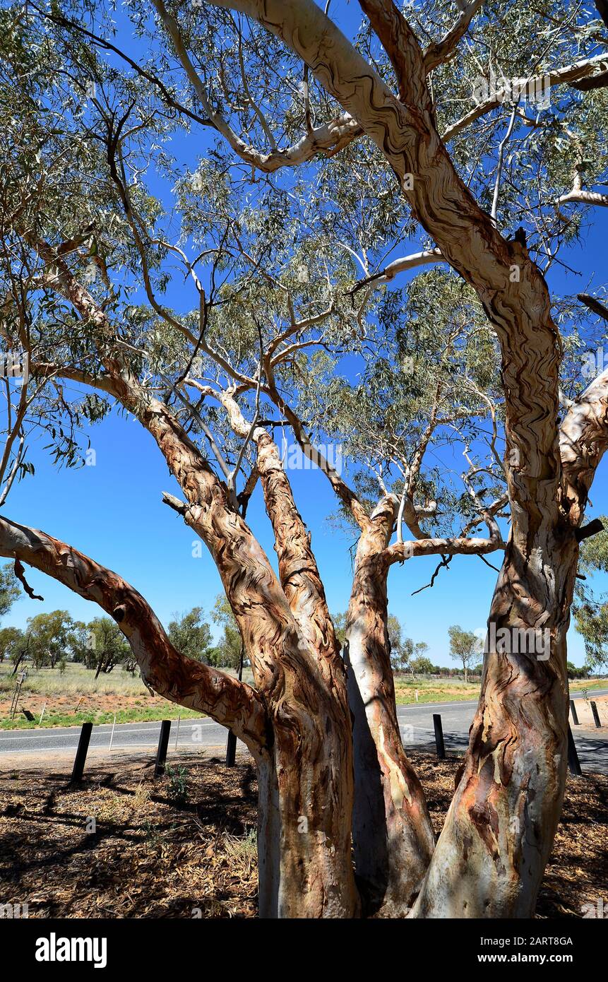 Australia, NT, eucalyptus tree with ornamented tree bark on Ross highway in East McDonnell Range national park Stock Photo