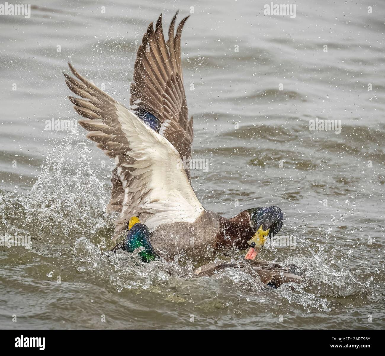 Two mallard drake ducks fighting on the water Stock Photo