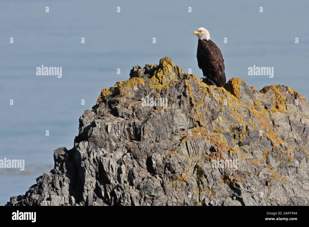 Closeup of Bald Eagle on top of rocky mountain with water below Stock ...