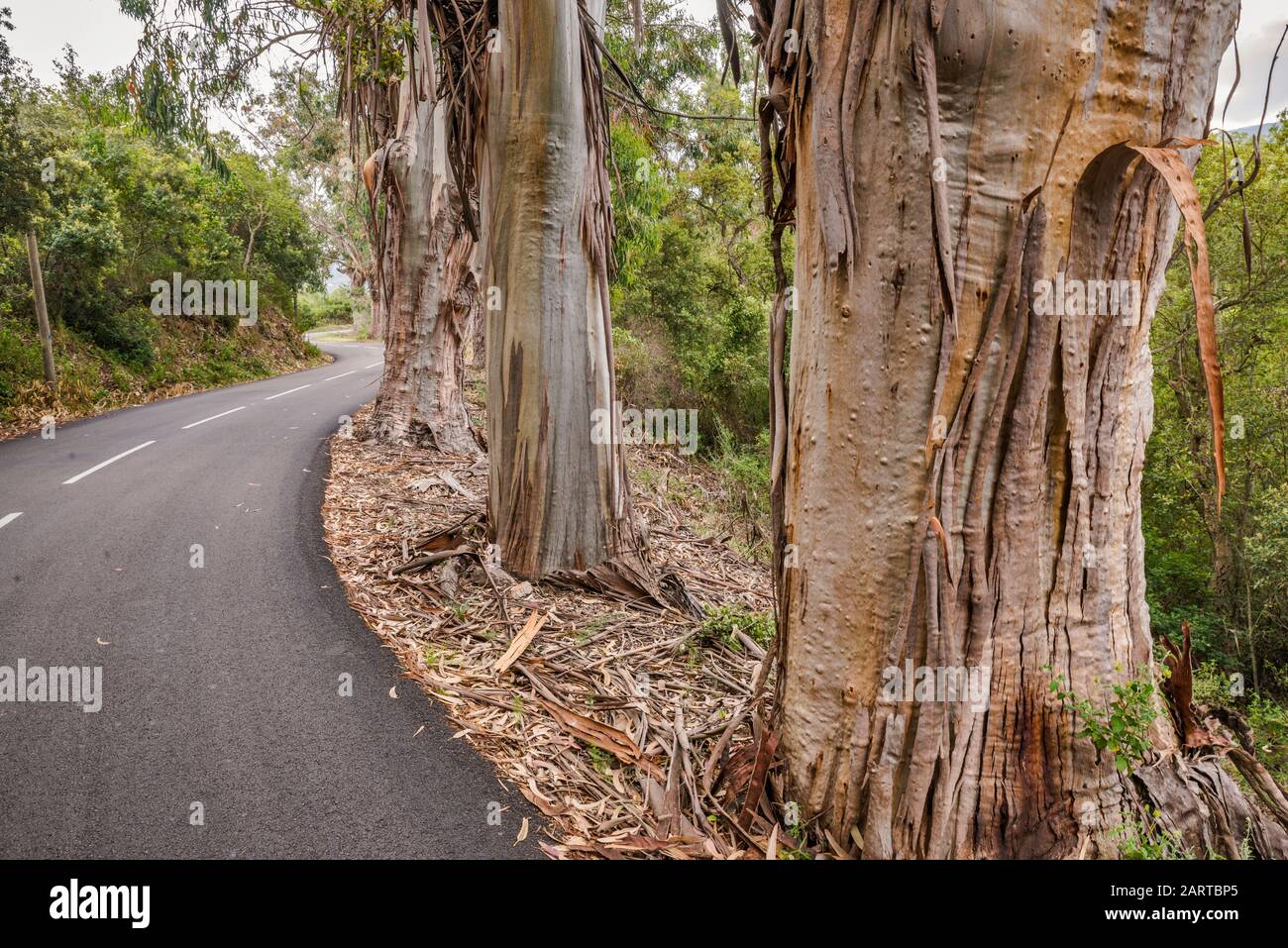 Eucalyptus trees, invasive species brought from Australia, along road D