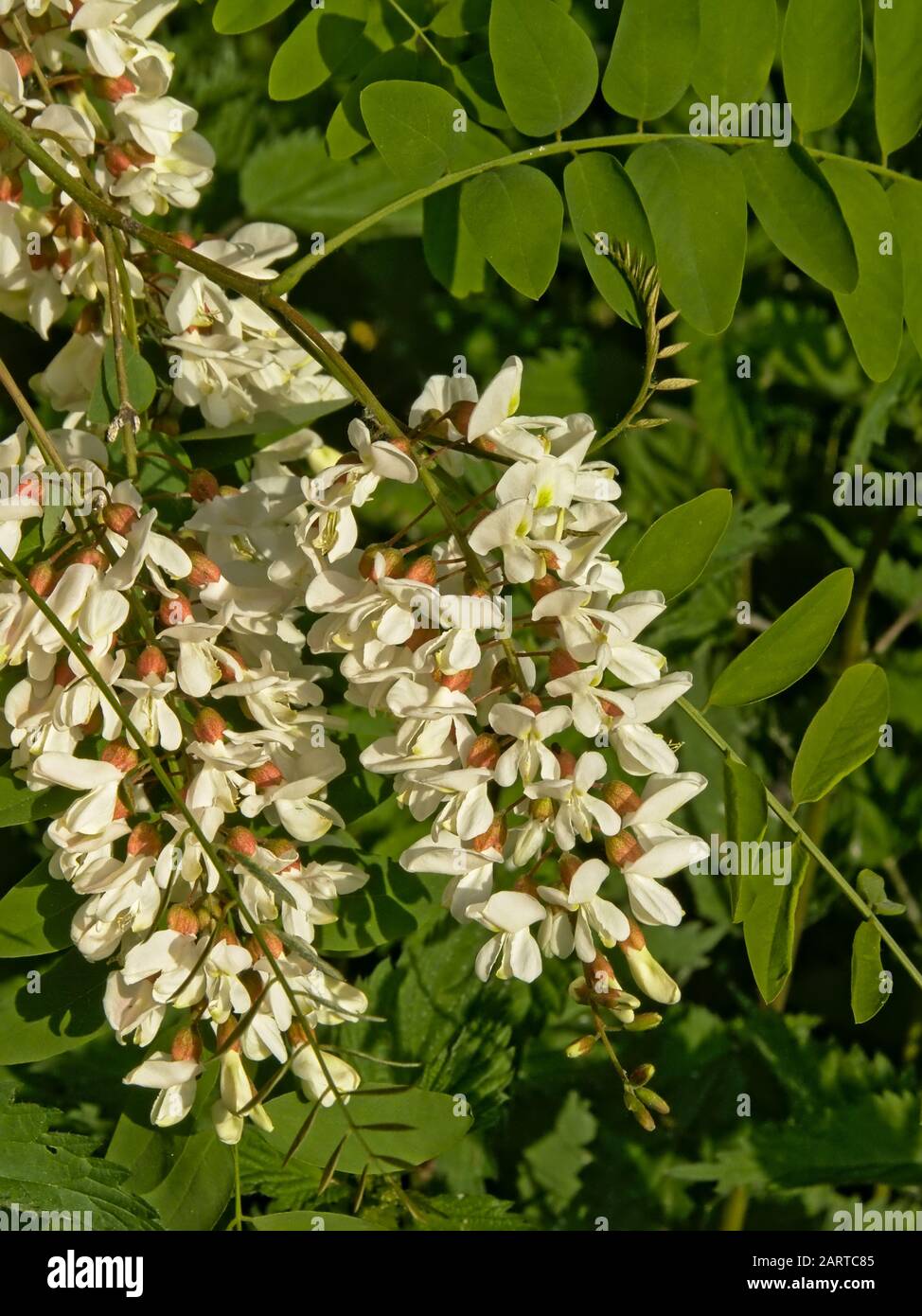 Detail Of A Flowering Black Locust Bush Robinia Pseudoacacia Stock Photo Alamy Detail Of A Flowering Black Locust Bush Robinia Pseudoacacia Stock Photo Alamy