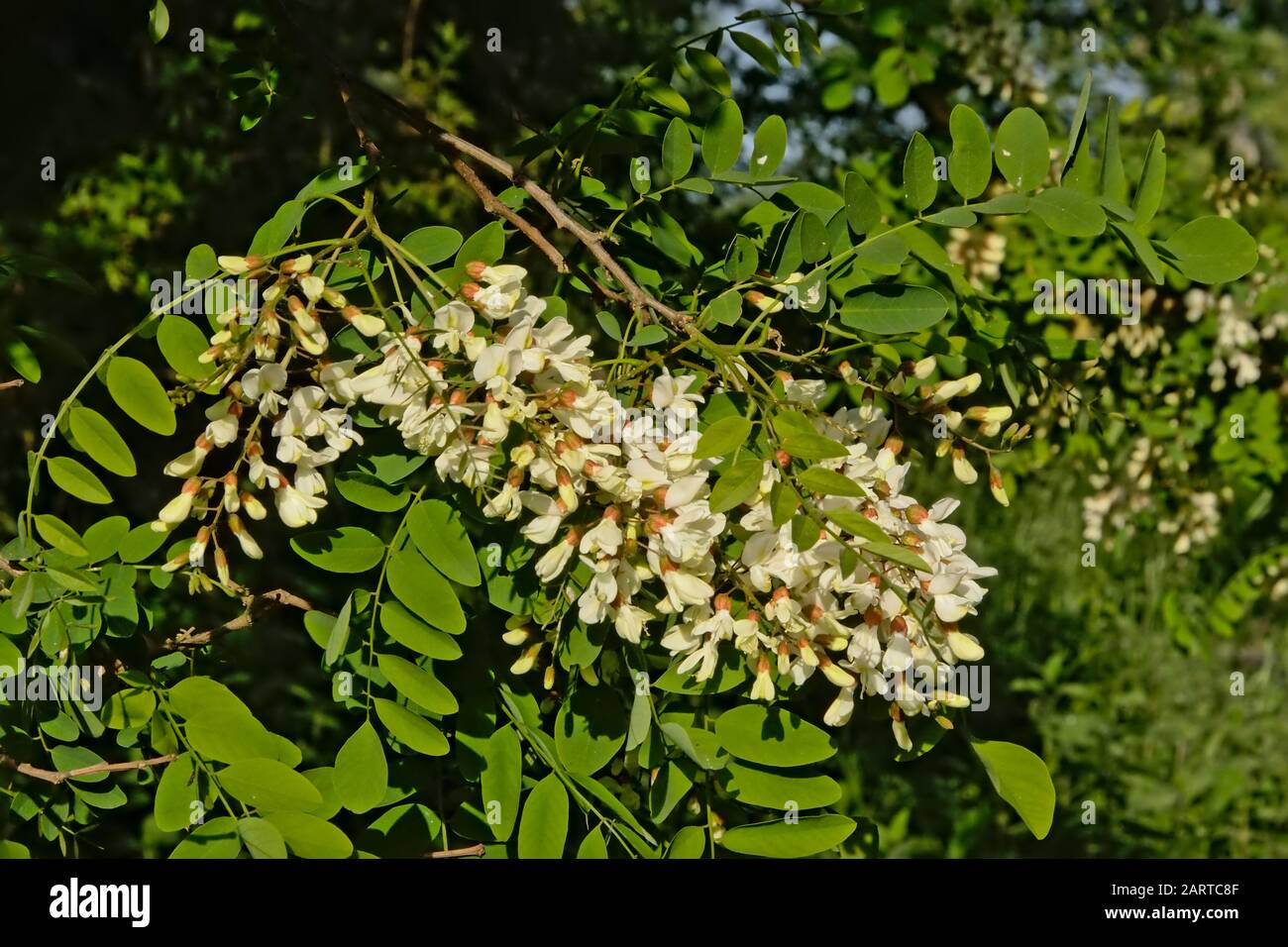 Detail Of A Flowering Black Locust Bush Robinia Pseudoacacia Stock Photo Alamy Detail Of A Flowering Black Locust Bush Robinia Pseudoacacia Stock Photo Alamy