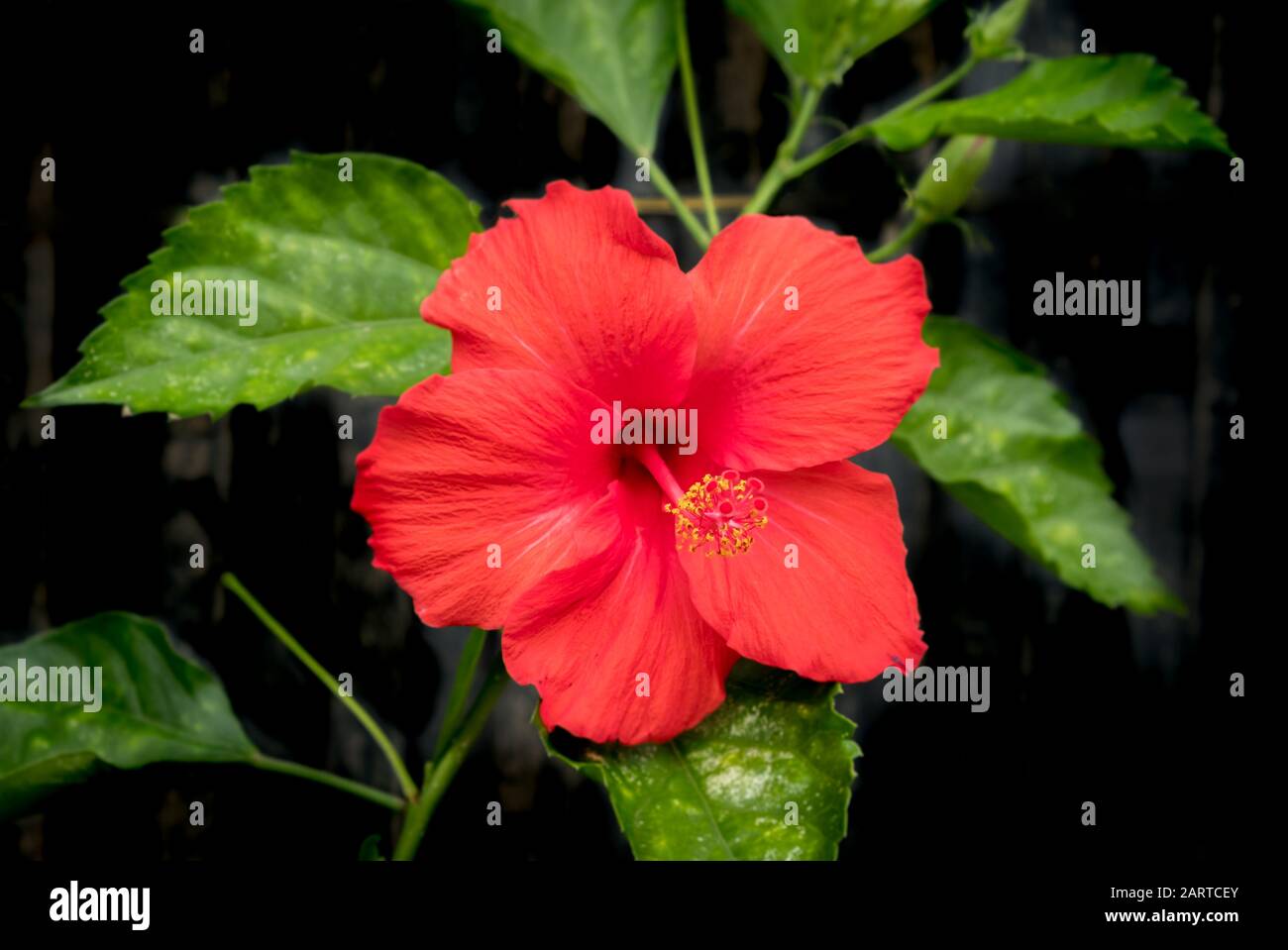 Red tropical hibiscus flower hi-res stock photography and images - Alamy