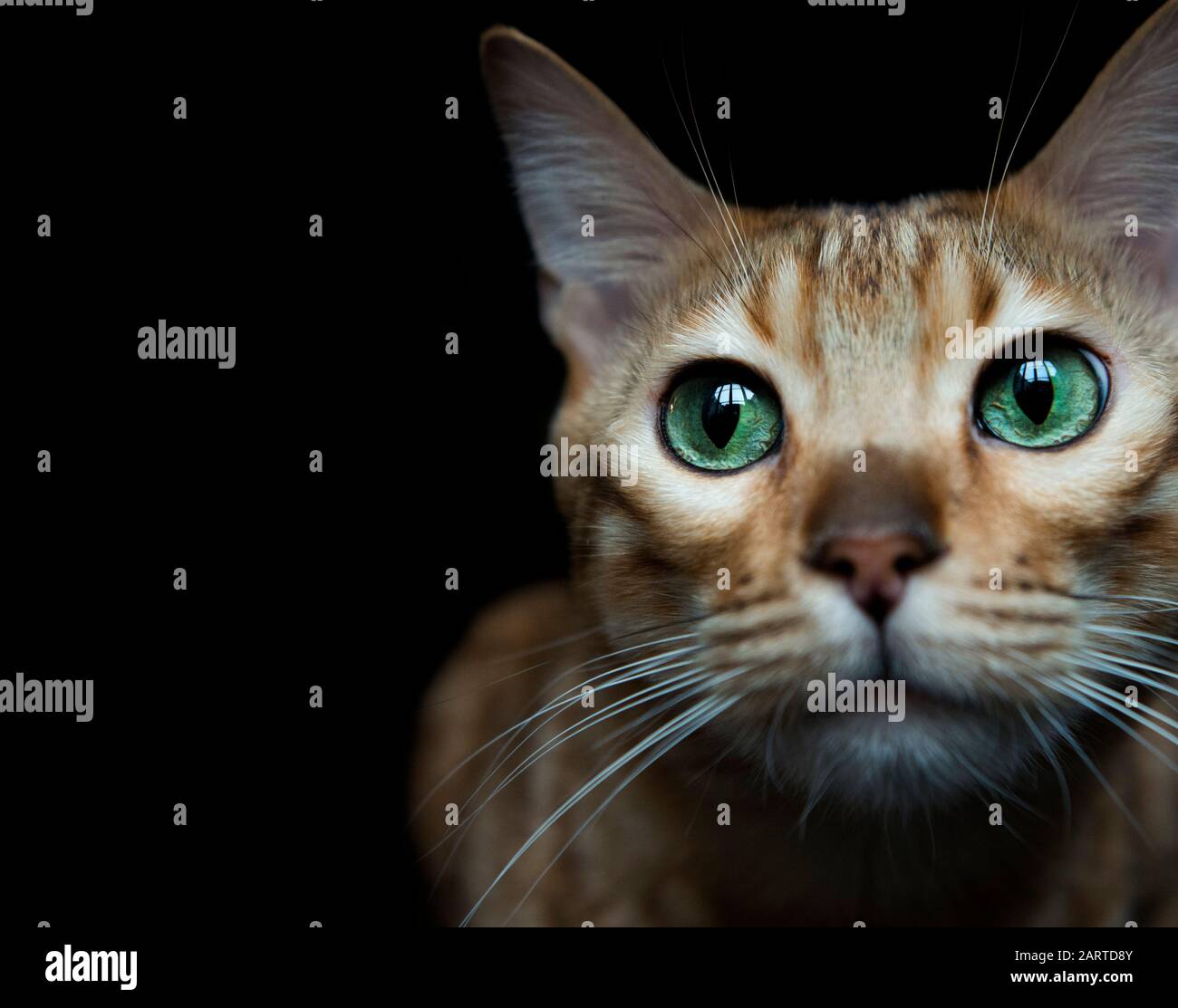 Bengal cat portrait Stock Photo