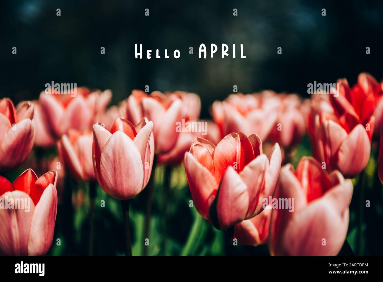 Hello April phrase. Flowerbeds of blossoming tulips during spring. One ...