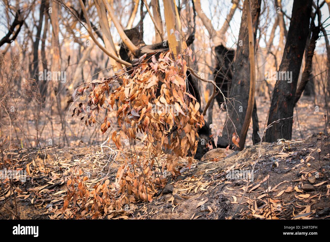 Cellulose gum hi-res stock photography and images - Alamy