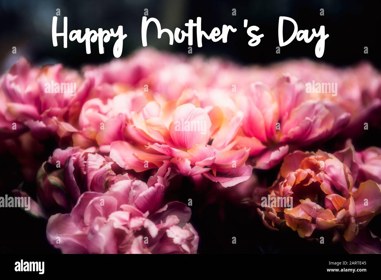 Happy mothers day phrase. Flowerbeds of blossoming tulips during ...