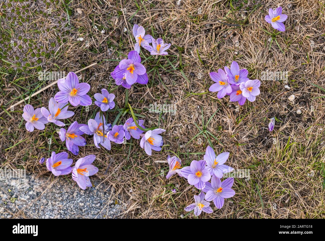 Lilac crocuses in bloom, in mid-May, on Monte Renoso trail, part of GR 20, Haute-Corse, Corsica, France Stock Photo