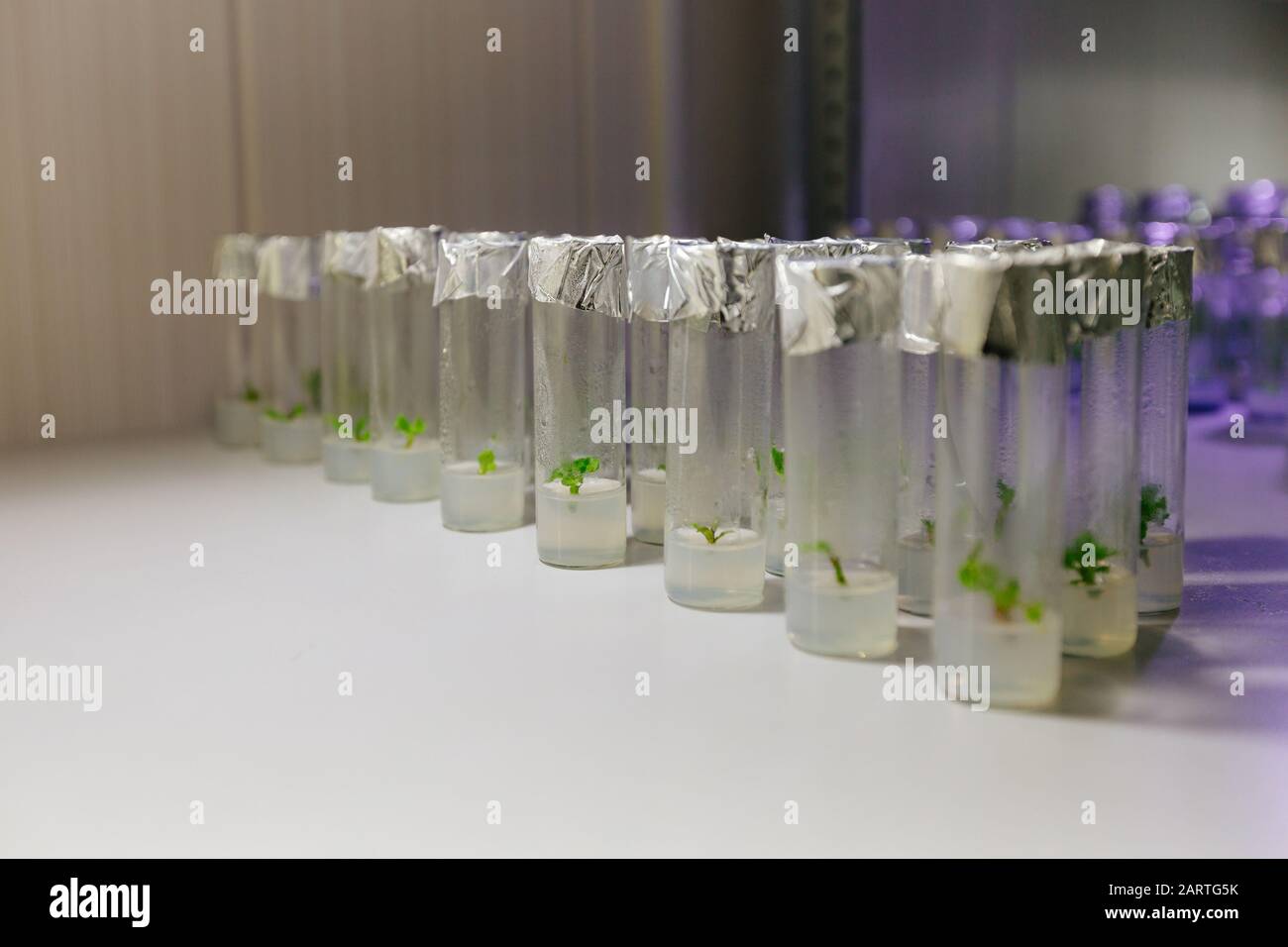 Cloned micro plants in test tubes with nutrient medium. Micropropagation technology in vitro. Stock Photo