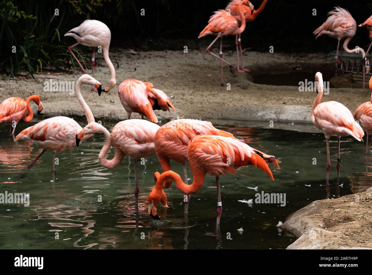 Group flock of a variety of colorful flamingos standing in a pond, some are grooming themselves Stock Photo