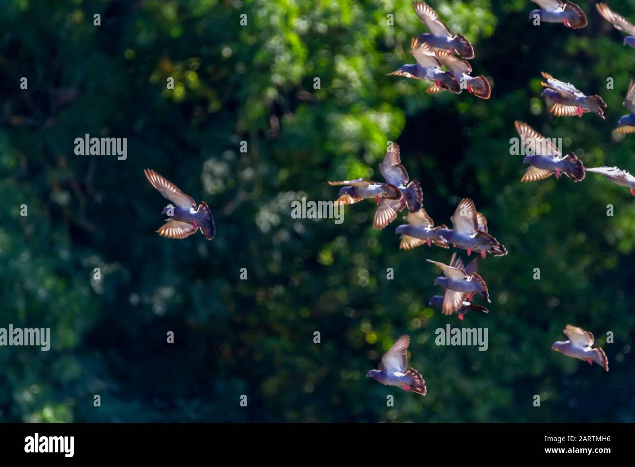 Flock of grey pigeons birds flying together Stock Photo Alamy