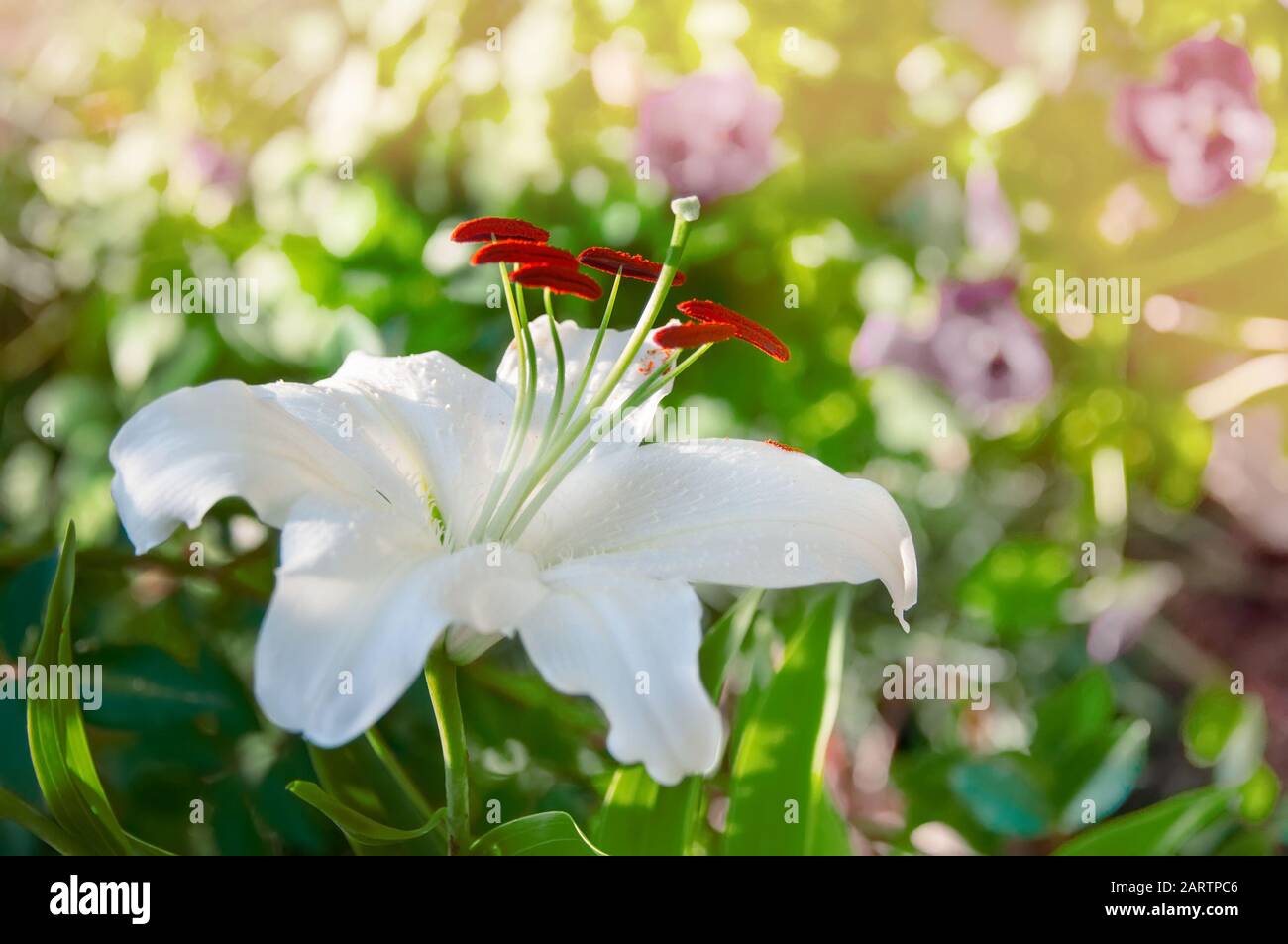 Beautiful white lilies in the garden on a Sunny spring day on a green background. Close up. Stock Photo