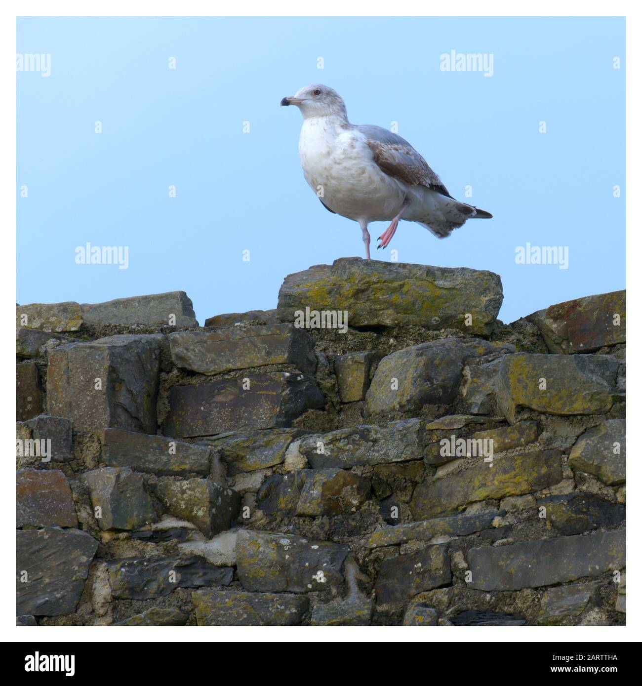 Lone single seagull standing on one leg on a stone wall looking out Stock Photo