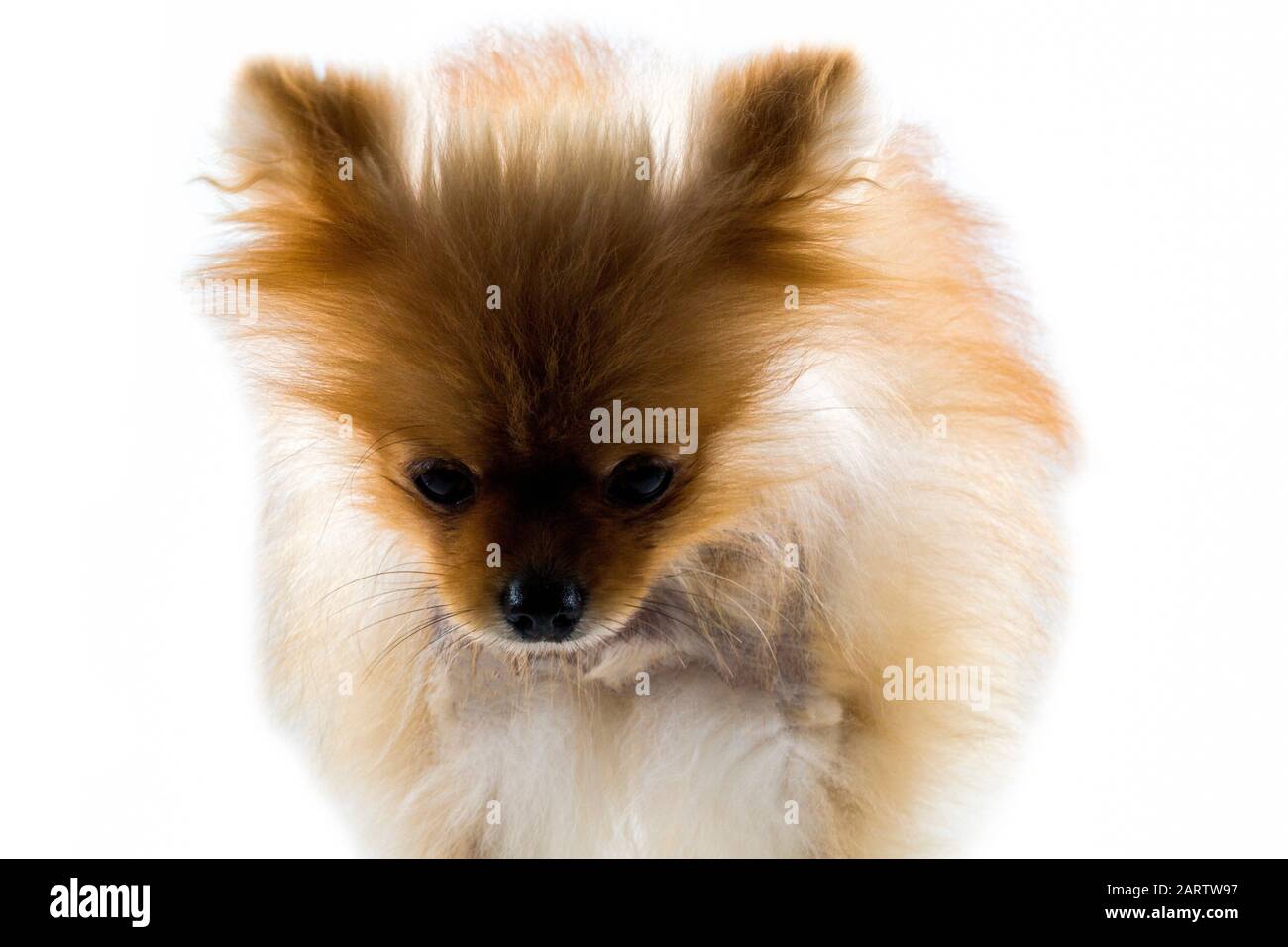 Pomeranian dog stands on white ground, light brown dog Stock Photo