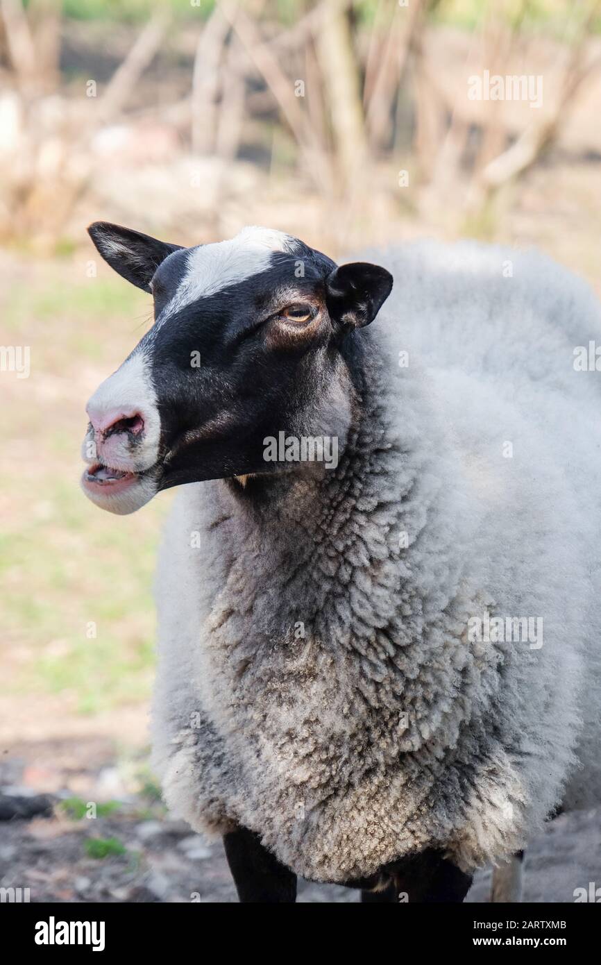 Cute funny sheep on farm Stock Photo Alamy