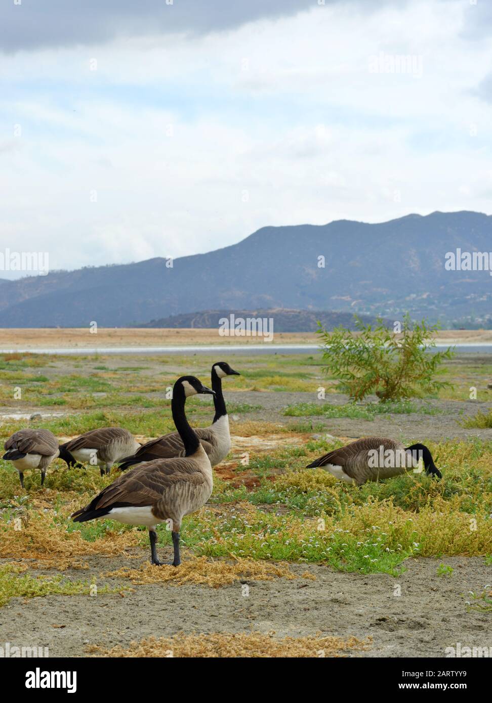 Canadian geese in California, USA, Lake Elsinore Stock Photo