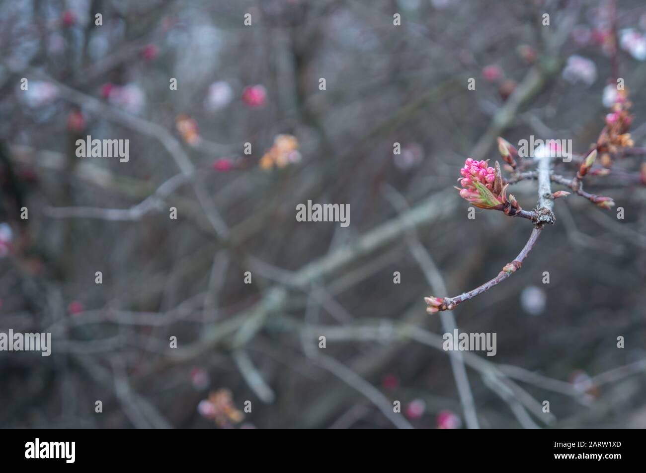 Cool toned close up of deep pink flower buds on a brach off center. Blurred tangled branches in the background. Romantic and crisp theme Stock Photo