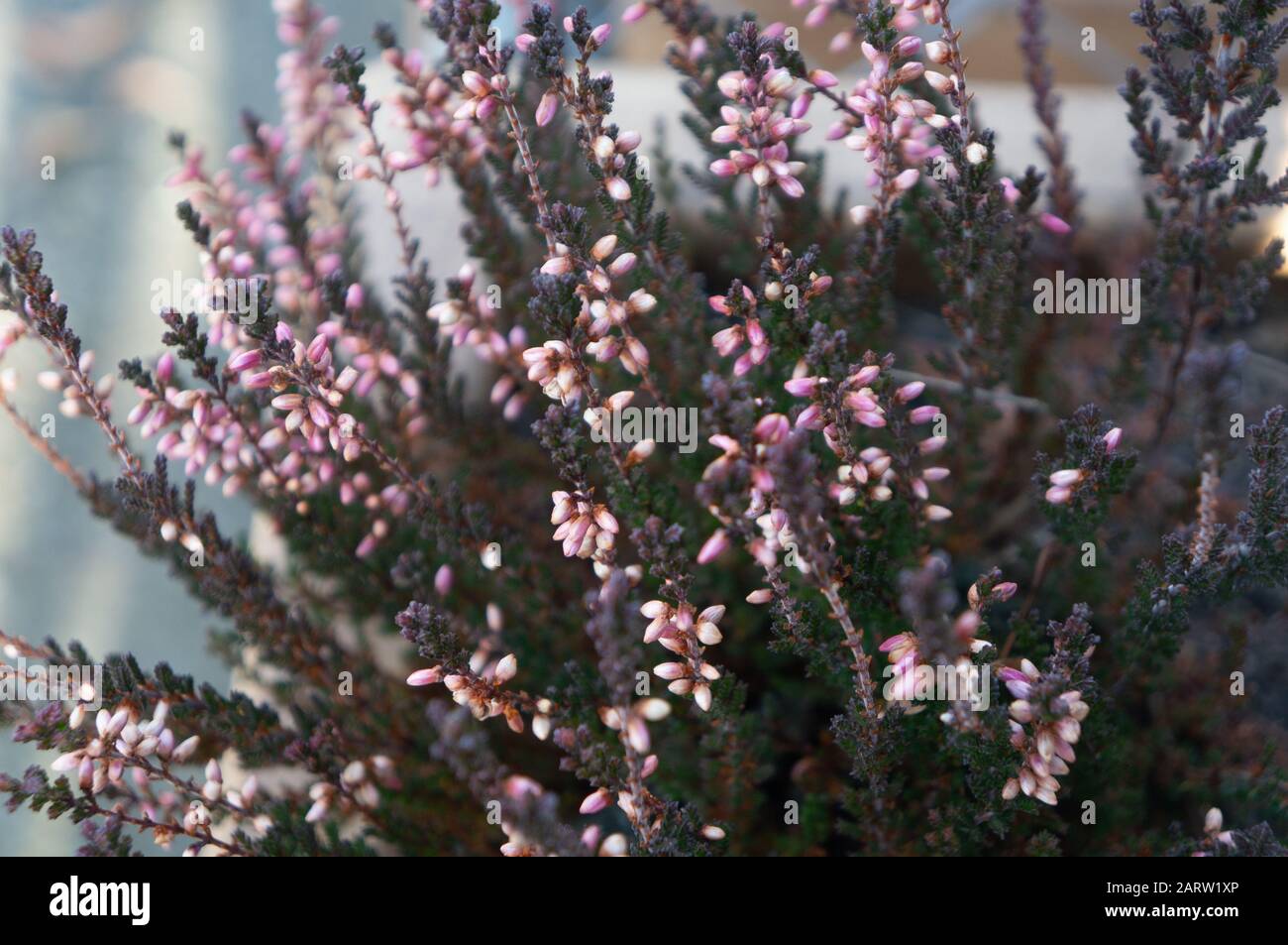 Clusters of small pink flower buds shot close up on deep green spinke branches in spring. Soft cool toned with romantic and loving feelings Stock Photo