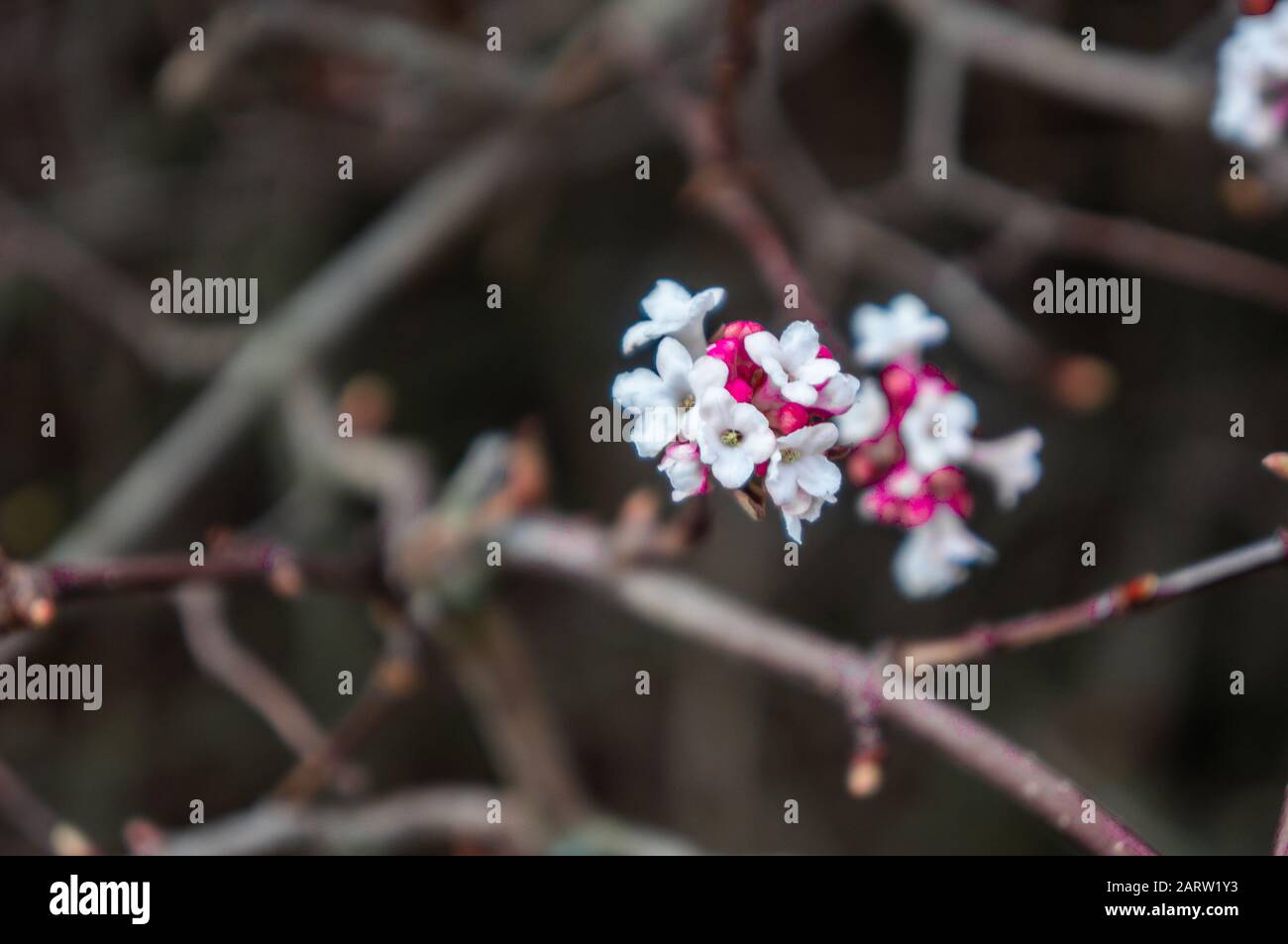 Close up of single small white and pink flower cluster with thin branches out of focus in the background. Shot on a bright spring day Stock Photo
