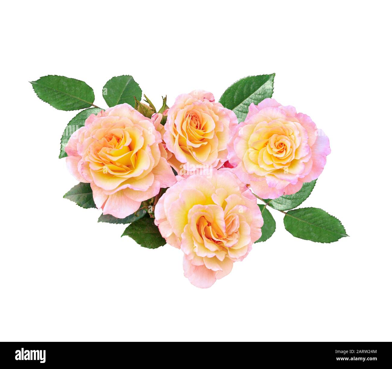 Bunch of gentle pink-yellow rose flowers with buds and green leaves  isolated on white background. Delicate elegant floral pattern for any festive des Stock Photo